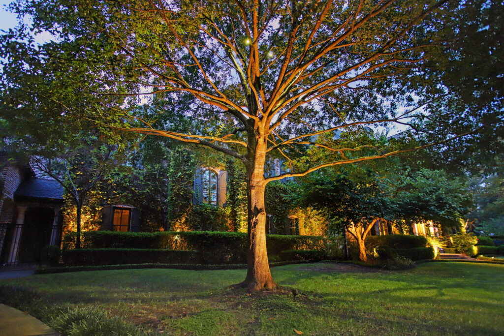 trees